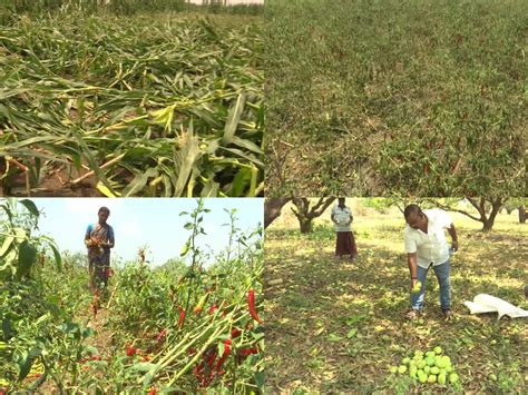 ఆగ చసన అకల వరషల పరహరపన అననదతల ఆశల farmers who lost