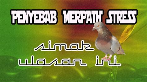 Merpati Lovers Cara Merawat Merpati Stress Dan Kembali Sehat Youtube