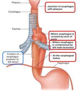 Oesophagus Stomach Duodenum Flashcards Quizlet