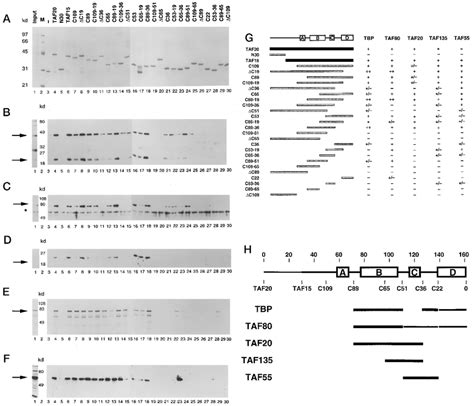 Mapping Protein Interactions Within Tfiid Onto Taf2015 A