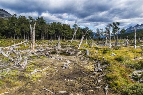 PÉrdida De Biodiversidad En Argentina Causas Y Consecuencias Resumen