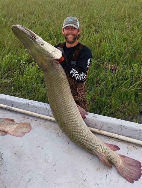 Spotted Gar Alligator Gar Teeth - There’s the spotted gar, longnose gar ...