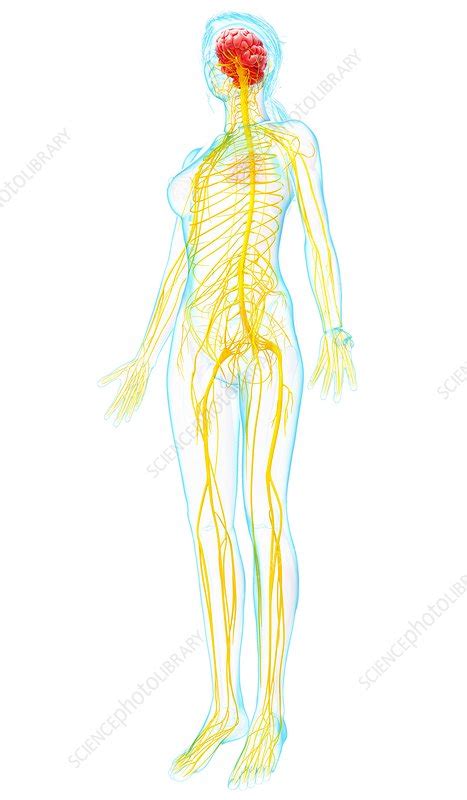 Female Nervous System Artwork Stock Image F007 2272 Science Photo Library