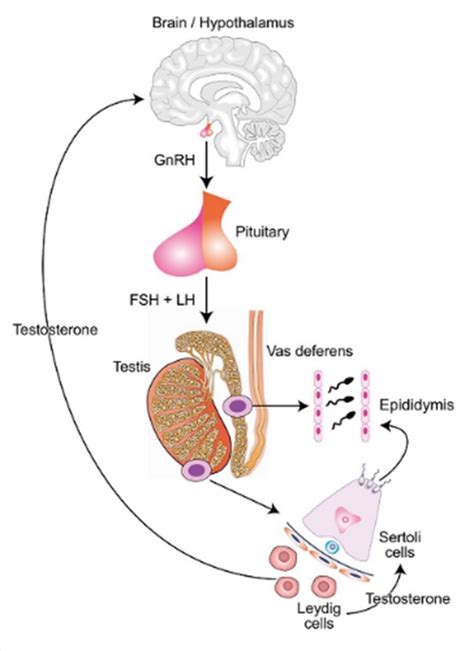 Hypothalamus Pituitary Axis Diagram