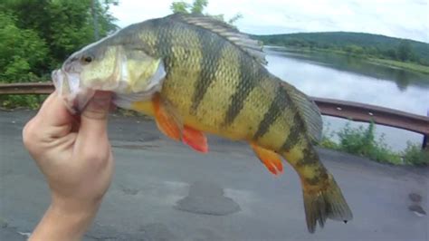 Lure Fishing 10 Jigging For A 14 Jumbo Perch YouTube