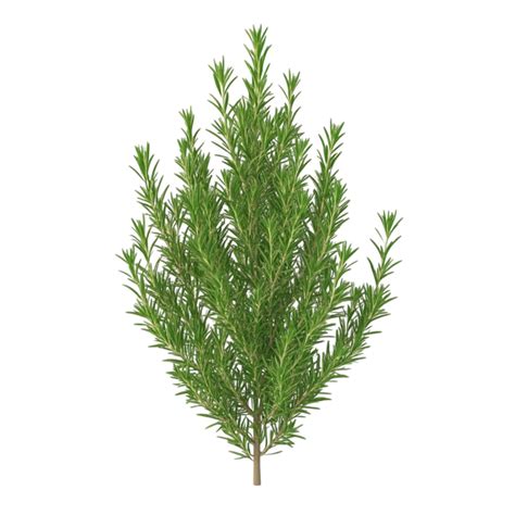 Fresh Rosemary Plant With Detailed Leaves 54236891 Png