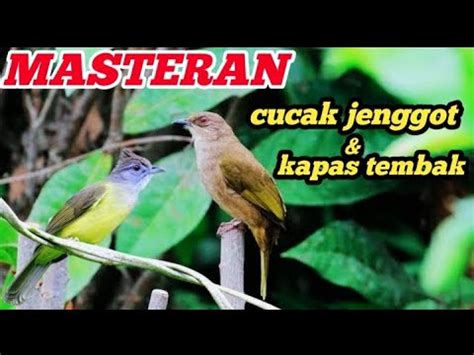 Masteran Cucak Jenggot Kapas Tembak Gacor Besetan Kasar Burungkicau