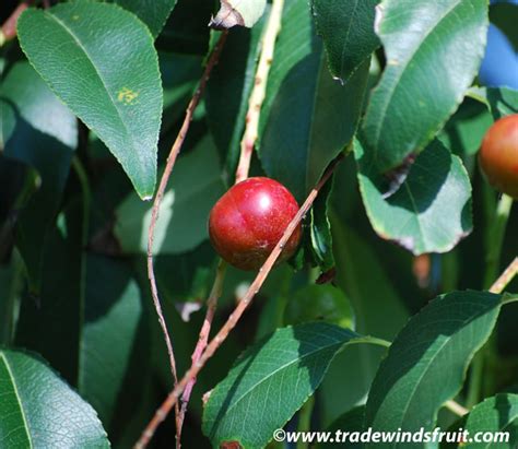 Capulin Cherry Prunus Salicifolia Seeds