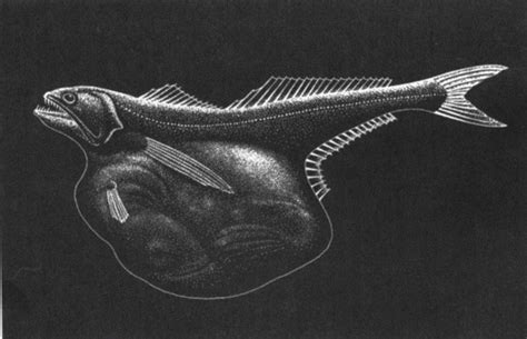 Черный живоглот, или хиазмодон (лат. Chiasmodon niger). Энциклопедия ...