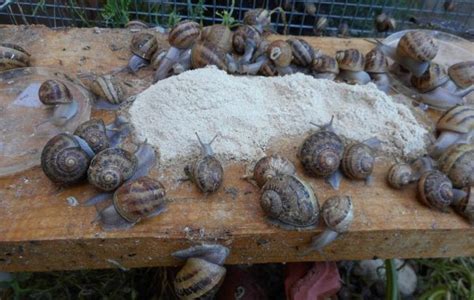 Photos Escargotiere Du LYS Isere 38 Photos Escargots Naturel Vente