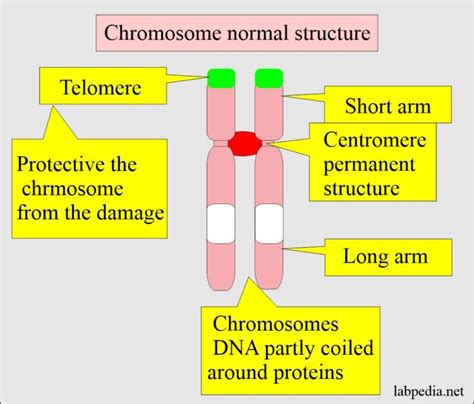 Chromosome studies, Blood Chromosome Analysis, Cytogenetics, Chromosome ...