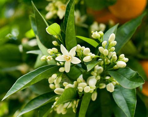 Washington Navel Orange Tree Citrus Sinensis Washington