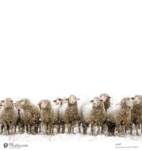 Sheep in winter in snow with thick fur - a Royalty Free Stock Photo ...