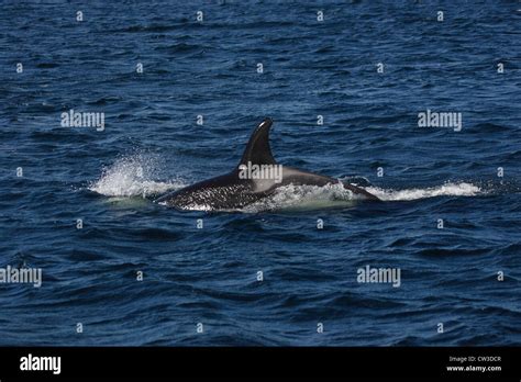 Killer Whale Orcinus Orca Off Mousa Rspb Reserve Shetland Islands