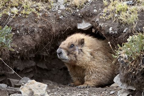 Christo's Second Live: Groundhog