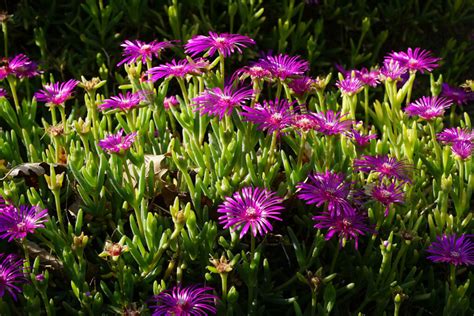 Winterharte Mittagsblumen Tipps Sorten für den Garten