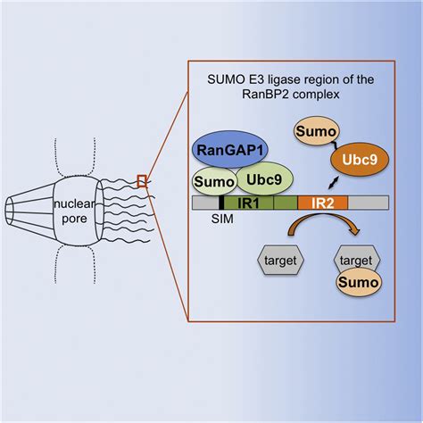 The Ranbp2rangap1∗sumo1ubc9 Complex Is A Multisubunit Sumo E3 Ligase