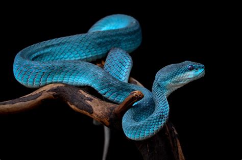 Top World S Most Venomous Snakes A Deadly Dozen Let S Talk Geography