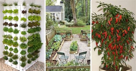 14 Best Vegetable Gardens That Will Leave You In Awe And Hungry For More