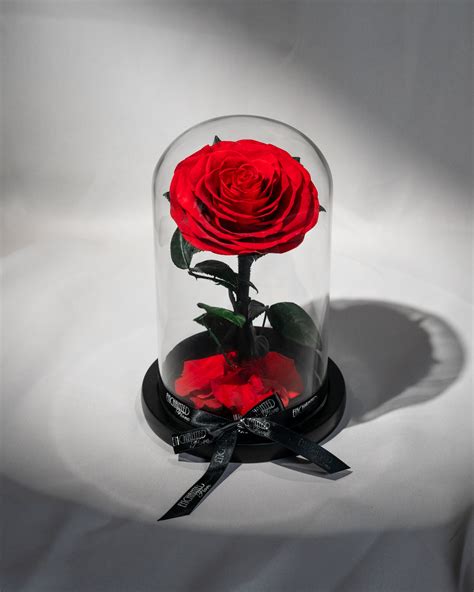 Classic Red Preserved Rose Glass Dome With Black Satin T Box