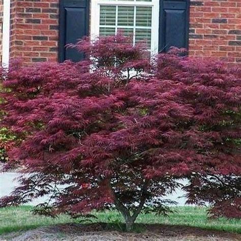 Lace Leaf Japanese Maple tamukeyama 2-3 Feet Tall in A 2 Gallon Pot ...