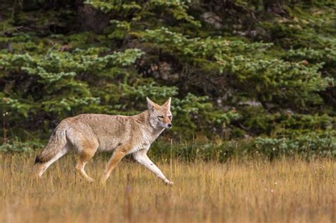 Coyote Wild - Wildlife - Photo.net