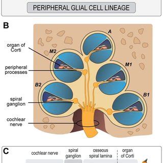 (A) Schematic model of PGC development in the human fetal cochlea ...