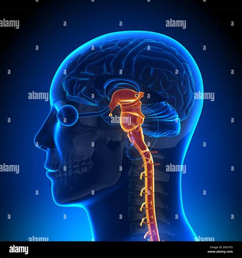 Anatomy Of The Brain And Spinal Cord