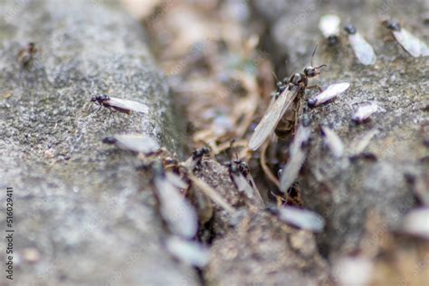 Ant Wedding Flight With Flying Ants Like New Ant Queens And Male Ant