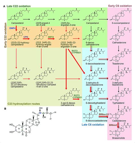 Specific Br Biosynthetic Pathways From Campesterol In Higher Plants Download Scientific