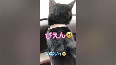 【天才お喋り猫】野良猫さんに会えなくて「ぴえん🥺」と言ってしまうこっちゃん Youtube