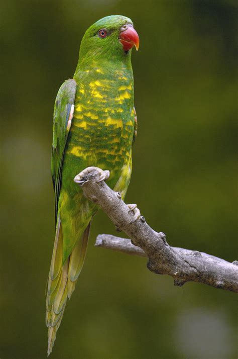 Scaly Breasted Lorikeet Australia Photograph By Pete Oxford Pixels