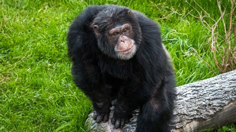 Chimpanzee - The Houston Zoo