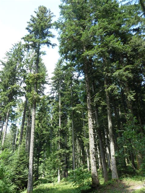 Photographie de Sapin pectiné abies alba pinacées réalisée par