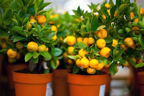 Citrus - Planting a Citrus Orchard