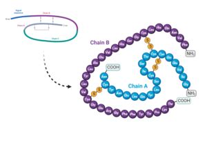 Mechanism Of Action Of Insulin My Endo Consult