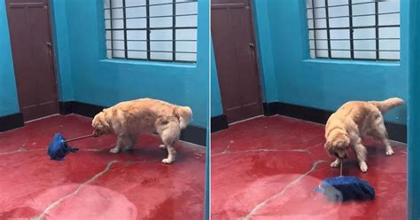 El Video De Un Perro Limpiando El Piso Del Patio Que Es Furor En Las Redes Sociales Infobae