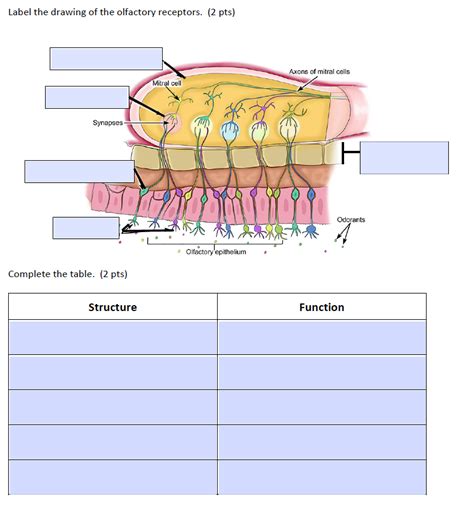 Solved Label The Drawing Of The Olfactory Receptors Pts Chegg