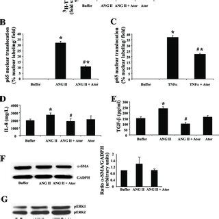 Effect Of Ator On ANG II Induced Changes In Gene Expression In Cultured