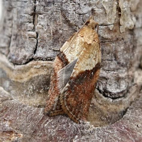 Epiphyas Postvittana Somerset Moths