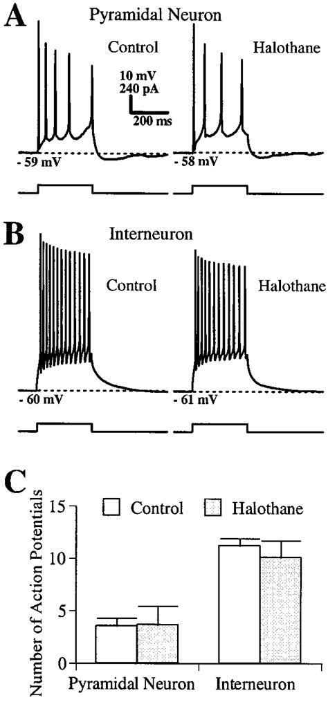 Halothane Effects On Voltage Responses To Depolarizing Current