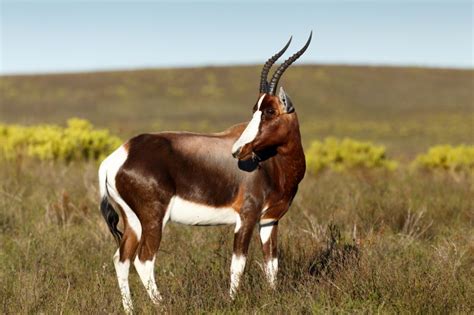 Bontebok Love - My Wildlife SA