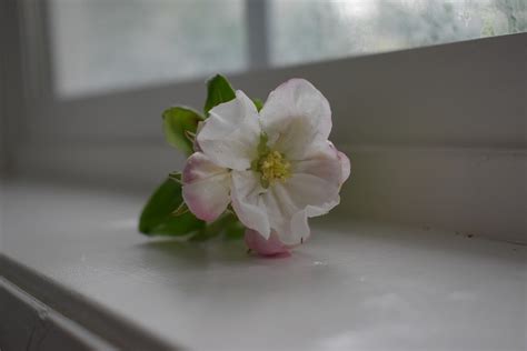 Flor Ventana Casa Foto Gratis En Pixabay Pixabay