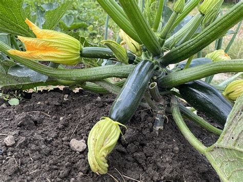 How many zucchini can you get from one plant? - Gardening Channel