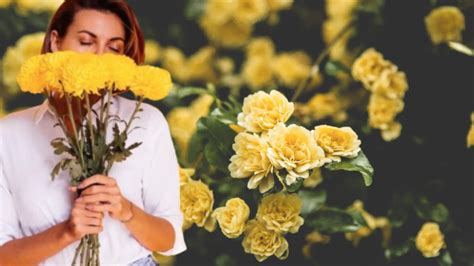 ¿por Qué Este 21 De Marzo También Se Regalan Flores Amarillas La