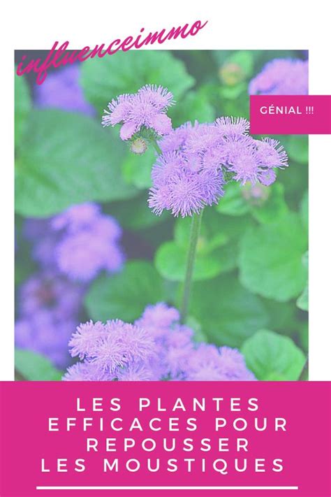 Plantes Qui Repoussent Naturellement Les Moustiques Lifestyle