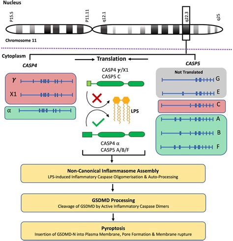 Frontiers Caspase 4 And 5 Biology In The Pathogenesis Of