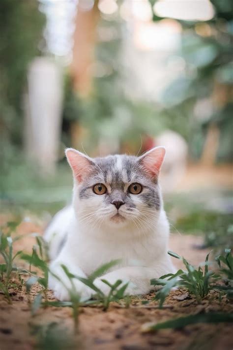 Gato Escoc S Sentado No Jardim Grama Verde Gato Do Mato Olhando