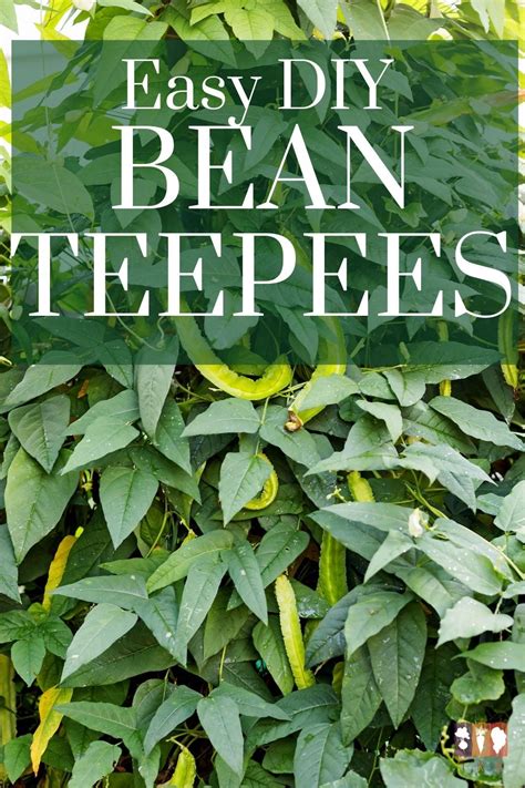 DIY Green Bean Teepees Bean Garden Bean Trellis Diy Green Bean Trellis