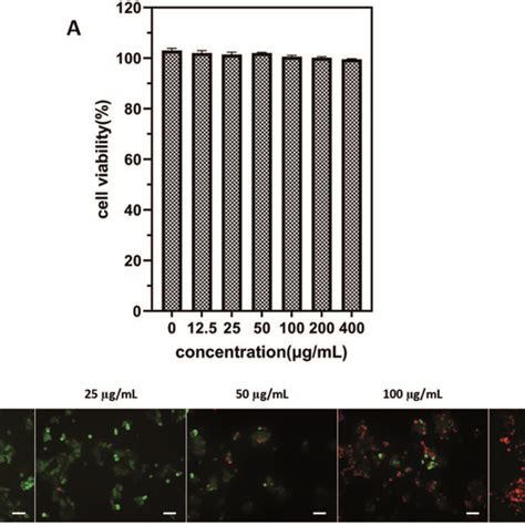 A Cell Viability Of 4t1 Cells After Incubation With Icg Iba Rgd Hsa